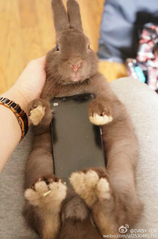 Illustration for article titled Don't Use Real Rabbits as Your Smartphone Case